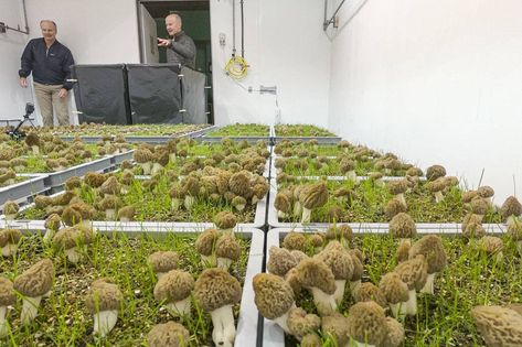 Danish Biologists Cultivate Morel Mushrooms Year-Round With New Indoor Technique | Smart News| Smithsonian Magazine Moral Mushrooms, Growing Mushrooms Indoors, Apple Tree Care, Growing Mushrooms At Home, Morel Mushrooms, Beautiful Outdoor Living Spaces, Morel Mushroom, Edible Mushrooms, Food Forest