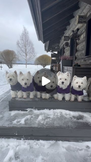 Bunny Tracks, Westie Puppies, Playing In The Snow, Westie Dogs, White Dogs, Happy Dogs, The Snow, Puppy Love, Happy Life