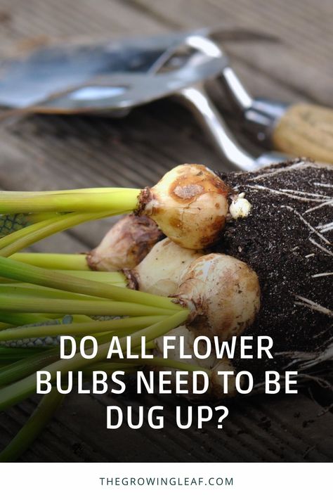 🌷 Discover which flower bulbs need to be dug up and which ones can stay underground! Learn how to care for flower bulbs after the blooming season and protect them during winter. Find out which bulbs need to be divided and when to dig them up for healthier growth. Read the full article at TheGrowingLeaf.com and create a vibrant flower garden that blooms year after year! #GardeningTips #FlowerBulbs #GardenCare #WinterGardening Bulb Flower Bed, When To Plant Bulbs, Colorful Flower Garden, Bulb Planting, Saffron Crocus, Plant Bulbs, Growing Bulbs, Fall Bulbs, Lily Bulbs