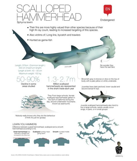 Scalloped Hammerhead, Oceanography Marine Biology, Shark In The Ocean, Shark Facts, Animals Information, Shark Art, Hammerhead Shark, Marine Biologist, Cute Shark