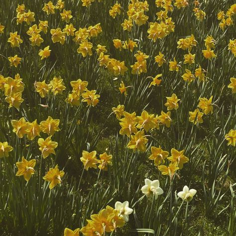 Daffodils Aesthetic Vintage, Daffodils Aesthetic Wallpaper, Susan Core Aesthetic, Yellow Daffodils Aesthetic, Dafodill Flower Aesthetic, Daffodil Flower Aesthetic, Narcissus Aesthetic, Aesthetic Daffodils, Sunshine Character Aesthetic