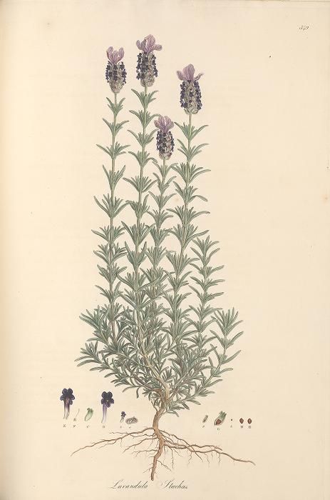 French Lavender by James Sowerby for Flora Graeca, 1828. James Sowerby, Lavandula Stoechas, French Quilt, James Edward, Botanical Illustrations, French Lavender, Upcycled Crafts, Botanical Illustration, Landscape Architecture