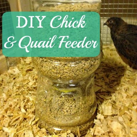 DIY Chick and Quail Feeder. Really easy homemade feeder using a juice bottle. Also perfect for isolated chickens! We use these for all our coturnix quail cages. Cut down on feed spillage too! Quail Feeder, Coturnix Quail, Button Quail, Quail Coop, Laying Chickens Breeds, Farm Diy, Best Egg Laying Chickens, Laying Chickens, Raising Quail