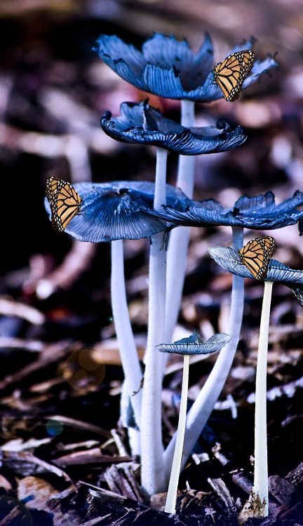 Mushroom Pictures, Rasy Koni, Wallpaper Cantik, Fantasy Magic, Wallpaper Pastel, Mushroom Fungi, Seni Cat Air, Mushroom Art, Science And Nature