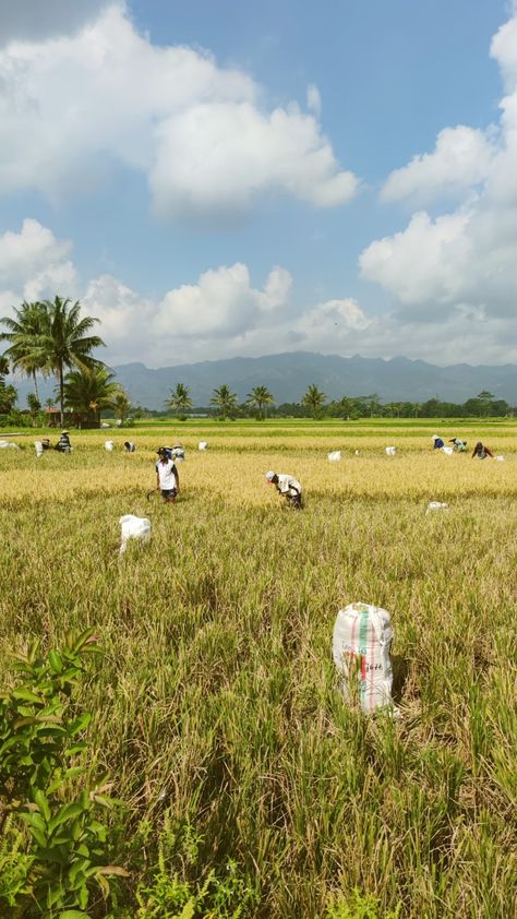 Panorama Alam, Padi Sawah, Baby Cartoon Drawing, Rice Fields, Ways To Be Happier, Cartoon Drawing, Baby Cartoon, Alam Yang Indah, Best Friend Pictures