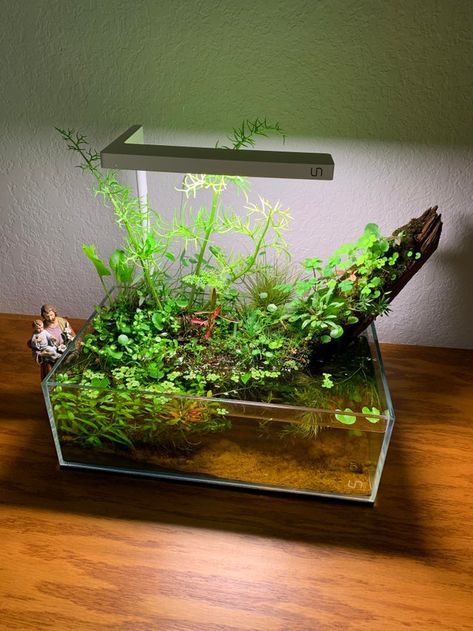 Shallow Aquarium, Biotope Aquarium, Aquarium Garden, Fish Tank Terrarium, Fish Tank Design, Aquascape Design, Tropical Fish Tanks, Indoor Water Garden, Question To Ask