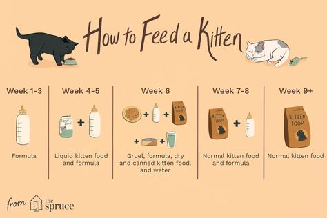 Kitten Feeding Schedule: How Much to Feed Your Growing Kitten What To Feed A Kitten, Kitten Food Schedule, Kitten Feeding Chart, How To Raise A Kitten, How To Take Care Of A Kitten, Kitten Feeding Schedule, Newborn Kitten Care, Taking Care Of Kittens, Kitten Checklist