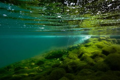 2,421 Underwater Pond Photos and Premium High Res Pictures - Getty Images Underwater Pond, Underwater River, Vivarium Ideas, Photo Graphy, Underwater Images, Drawing Water, Water Reflection, Water Nymphs, Art Pics