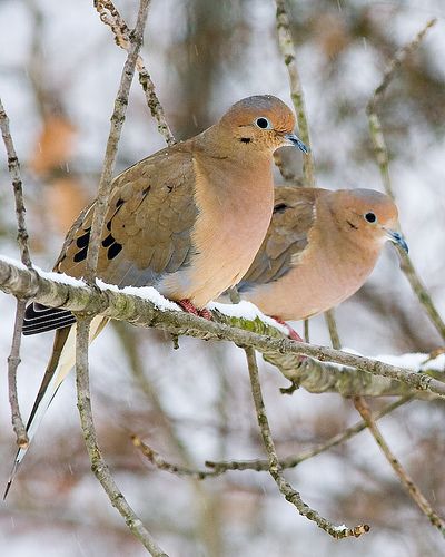 Mourning Doves in the Snow - by Denny Henke. My pet dove, Henry. He was so sweet!!! Winter Bird, Two Birds, Backyard Birds, Pretty Birds, Wild Birds, In The Winter, Winter Scenes, Winter Time, 귀여운 동물