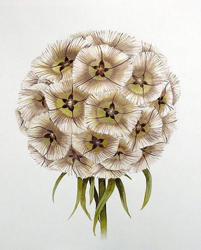 scabiosa seed pod Scabiosa Pods, Orchid Images, Lovely Lavender, Nature Drawing, Botanical Watercolor, Seed Pods, Sugar Flowers, Botanical Flowers, Botanical Illustration