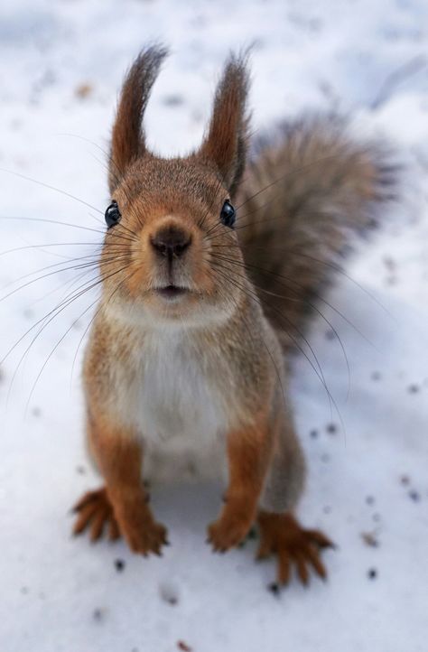 Squirrel House, Squirrel Pictures, Wild Animal Wallpaper, Snow Animals, Cute Squirrel, A Squirrel, Red Squirrel, Winter Animals, Super Cute Animals