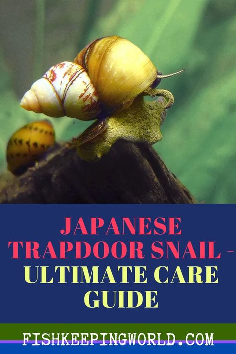 Want to know about adding a Japanese Trapdoor Snail to your aquarium? Fish Keeping World explains mollusks are great for cleaning up fish tanks. A clean tank means happy fish. They thrive in… Aquarium Snails, Fish Keeping, Fish Tanks, New Tank, Vacuum Cleaners, Aquarium Fish, How To Take, Fish Tank, Fish Pet