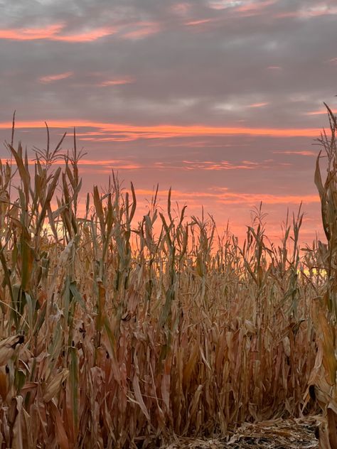 Corn Fields Aesthetic, Fall Farm Aesthetic, Corn Field Aesthetic, Corn Maze Aesthetic, Corn Aesthetic, Haunted Farm, Corn Harvest, Fall Mood Board, Fall Faves