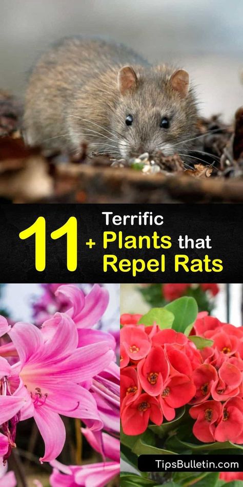 Cute Nail Designs For Spring, Rodent Repellent Plants, Natural Rat Repellent, Elderberry Tree, Growing Geraniums, Rat Infestation, Rat Repellent, Getting Rid Of Rats, Mice Repellent