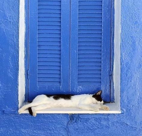 Sleeping black and white tuxedo cat lying stretched out on a deep white windowsill, beautiful blue wall and shutters. Cat Windowsill, Cat On Windowsill, Tuxedo Cat, Tate Modern, Blue Walls, Cat Life, Window Sill, Shutters, Beautiful Blue