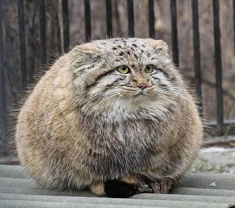 Pallas Cat Funny, Palas Cat, Palace Cat, Laperm Cat, Manul Cat, Pallas Cats, Funny Cats Video, Pallas Cat, Pallas's Cat