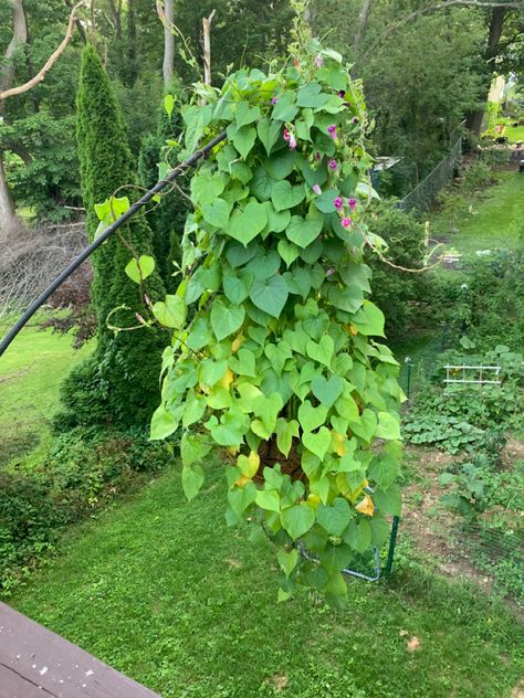 Planted morning glories in a hanging basket Morning Glory Hanging Basket, Morning Glories, Hanging Basket, Morning Glory, Hanging Baskets, Grapes, Plants