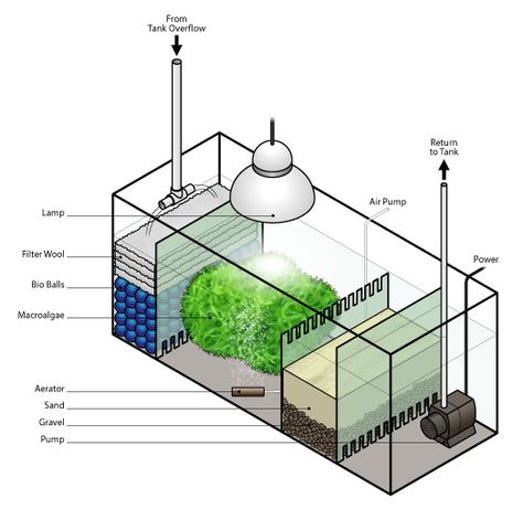 Operating a planted Refugium | Refugiums | The Algae Lab - AlgaeBarn Diy Aquarium Filter, Saltwater Aquarium Setup, Aquarium Sump, Nano Reef Tank, Aquarium Diy, Saltwater Fish Tanks, Marine Tank, Aquarium Pump, Aquarium Terrarium