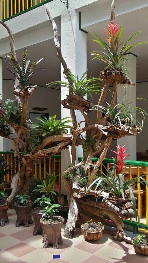 Building a fake tree to mount bromeliads and orchids on - TROPICAL LOOKING PLANTS - Other Than Palms - PalmTalk Tanaman Sukulen, Driftwood Planters, Hanging Orchid, Air Plants Decor, Tanaman Indoor, Orchid Planters, Gubahan Bunga, نباتات منزلية, Fake Trees