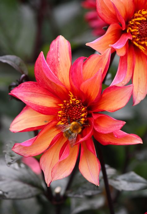 Dahlia Patch, Dahlia Art, Dahlia Sweet Nathalie, Waltzing Matilda, Resist Temptation, Oct Wedding, Dahlia Collarette, Waltzing Matilda Dahlia, Valley Tawny Dahlia