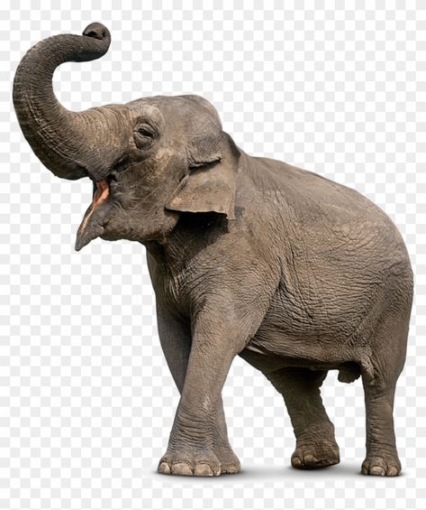 Wild Animals List, Asiatic Elephant, Elephant Species, Animals Name In English, Elephant Facts, Dekoratívne Vence, Elephant Trunk Up, Elephant Photography, Elephant Images