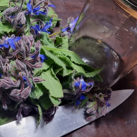 Borage Tincture Medicinal Wild Plants, Tinctures Recipes, Herbal Remedies Recipes, Salve Recipes, Edible Wild Plants, Medical Herbs, Herbal Tinctures, Herbal Essences, Wild Edibles