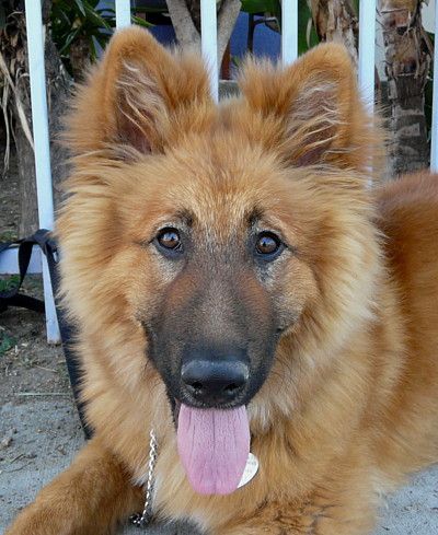 German Shepherd And Golden Retriever, Golden Shepherd, German Shepherd Golden Retriever, English Golden Retrievers, Golden Retriever Funny, German Shepherd Mix, Golden Retriever Mix, Mixed Breed Dogs, Wild Dogs