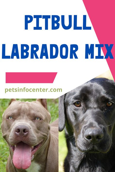 In the world of dog breeding, many people are focused on the integrity of pedigree dogs for competitions. But there are some breeders who set out to combine certain traits of dogs and a new breed is born. Sometimes these mixes are a hit and miss, but others can create wonderful new dogs. #Pitbull #Labrador #Dog Pitbull Mix Breeds, Pedigree Dog, Dog Breeding, Labrador Mix, All Breeds Of Dogs, Dogs Pitbull, American Pit Bull Terrier, Staffordshire Bull Terrier, Labrador Dog