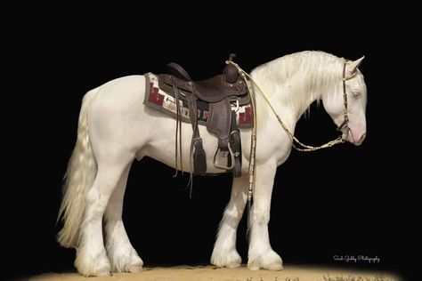 White Clydesdale Horses, Horse Walking Reference, Clidsdail Horse, Horse Poses Reference, Cool Horses, Pretty Saddles, Saddled Horse, Horse Sitting, Huge Horse