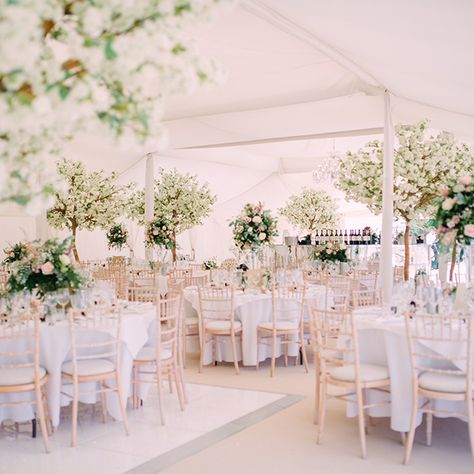 Twilight Trees, Blossom Tree Wedding, White Blossom Tree, Faux Trees, Pink Blossom Tree, Banqueting House, Winchester Hampshire, Japanese Blossom, Wisteria Tree