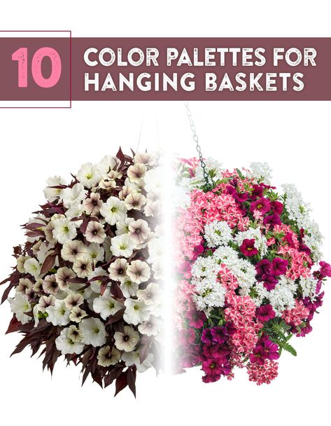 Hanging baskets are a wonderful way to decorate your outdoor space. Whether you have a dozen baskets around your wrap-around porch or a single gorgeous basket in a place of prominence, they are an excellent addition to your garden. However, creating color and plant combinations can be challenging. From monochrome to high contrast, check out these 10 color palettes for gorgeous baskets to brighten your outdoor space. Hanging Basket Combinations, Hanging Basket Arrangements, Million Bells Flowers Hanging Baskets, Hanging Basket Ideas Outdoor, Window Greenery, Flower Basket Ideas, Flower Basket Arrangement, Hanging Basket Ideas, Winter Hanging Baskets