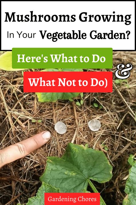 MUSHROOMS IN SOIL? WHY THEY'RE THERE AND HOW TO GET RID OF THEM How To Get Rid Of Mushrooms In Garden, Mushrooms In Garden, Mushroom Planting At Home, How To Grow Mushrooms From Scraps, Mushroom Farming At Home, How To Grow Porcini Mushrooms, Garden Planing, Mushroom Harvesting, Mushroom Compost