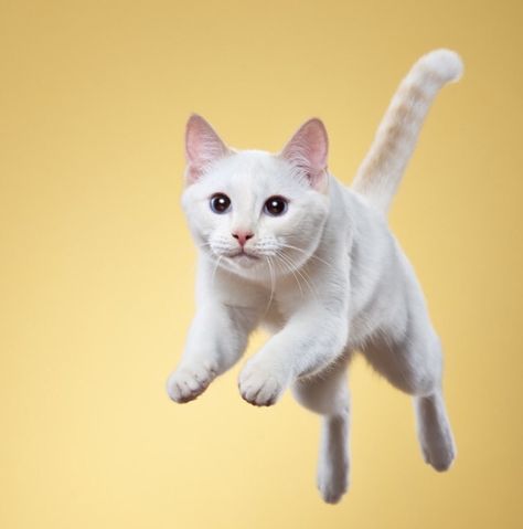 Cat Jumping, Jumping Cat, Cat Poses, Cat Anatomy, Cat Reference, Cat Pose, Cat Photography, White Cats, Dessin Adorable