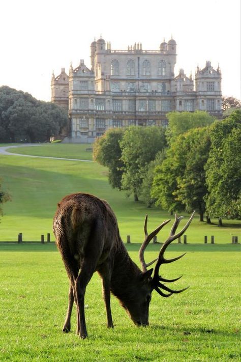 English Manor Houses Country Estate, Wollaton Hall, British Country Style, English Manor Houses, Famous Architecture, Country Summer, British Country, Uk History, Dream Life House