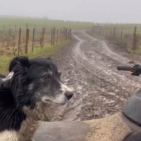 Border Collie Shepherd, Sheep Herding Dogs, Border Collie Herding Sheep, Dog Herding Sheep, Climb Society, Border Collie Herding, Sheep Herding, Fat Dogs, Sheep Dogs