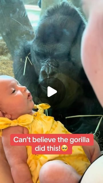 Cute Hugs, Columbus Zoo, Nothing But Love, Top Tv, Funny Pix, Affirmations For Kids, Wildlife Photos, Cute Wild Animals, Animal Videos