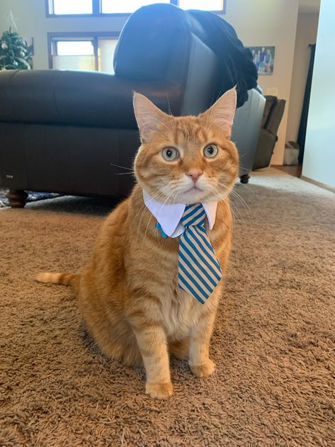 “these handsome men are looking for a job, would you hire them? #CatsOfTwitter” You Are Hired, Cat With Suit, Cats In Suits, Cat In A Suit, Job Pictures, Business Cat, Cat Tie, Cat Work, Party Attire