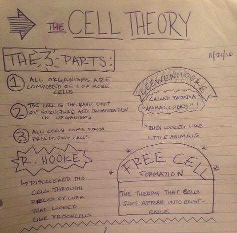 Cell Theory Notes Biology, Cell Theory Notes, Biochem Notes, Levels Of Organization Biology, Cell Activities, Foldable Ideas, Cell Biology Notes, Ged Study, Biology Ideas