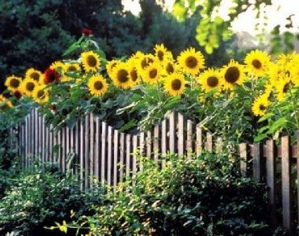 13 Attractive Ways To Add DIY Privacy Screen To Your Yard & Deck Sunflower Growing, Flying Creatures, Growing Sunflowers, Galvanized Planters, Sunflowers And Daisies, Casa Country, Sunflower Garden, Cottage Gardens, Backyard Fences