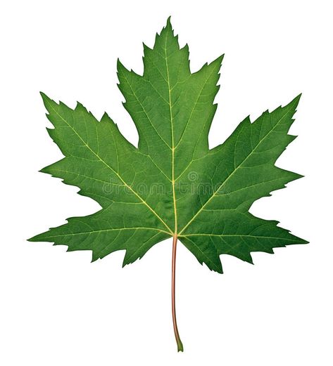 Green Maple Leaf, Menu Design Layout, Leaf Photography, Leaf Border, Leaf Images, Real Leaves, Leaf Texture, Principles Of Design, Beautiful Flowers Pictures