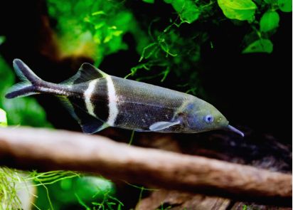 Fun fact: The Elephant Nose Fish has a long, trunk-like snout that helps it navigate through dark waters. It's like having a fish version of an elephant! 🐘 #ElephantNoseFish #TrunkLikeSnout Exotic Fish, An Elephant, Fun Fact, Fish Pet, Fun Facts, Elephant, Fish, Animals