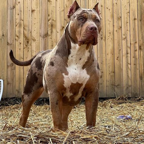 MERLE BULLY NATION ™ on Instagram: “• @triplegunbulliexl I mixed NINA & Harvey Dent, That’s limited edition‼️‼️‼️ 9 month old REMY😍🥰🔥 Only The beginning for her🦍🧬🩸…” Micro Bully, Tri Merle Bully, Merle Bully, Grey American Bully, American Bully Xl Merle, Xl American Bully Puppy, Pitbull Dog Breed, American Bully Xxl, Burnese Mountain Dog