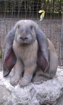 English Lop Rabbit, English Lop, Dutch Rabbit, Rabbit Breeds, Wild Rabbit, Giant Breeds, Bun Bun, Bunny Bunny, Mind Set