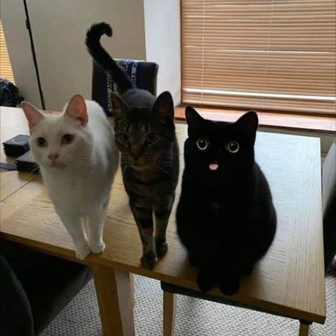 The cat on the end is the epitome of derp. Gatto Carino, What Cat, Three Cats, Two Cats, Cute Black Cats, Cat Stuff, Fete Halloween, Dog Gifs, Animal Planet