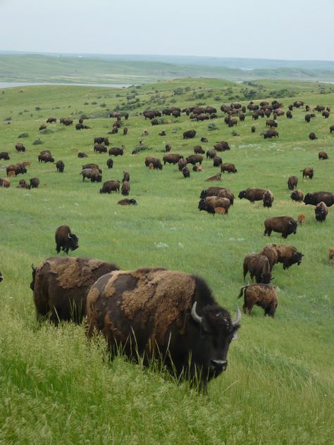 North Dakota, where the buffalo roam. Imagine this vast landscape full of buffaloes before the white man came and slaughtered them to near extinction. American Animals, American Bison, Mule Deer, Manx, The Buffalo, Cebu, Animal Planet, Animal Photo, Nature Animals