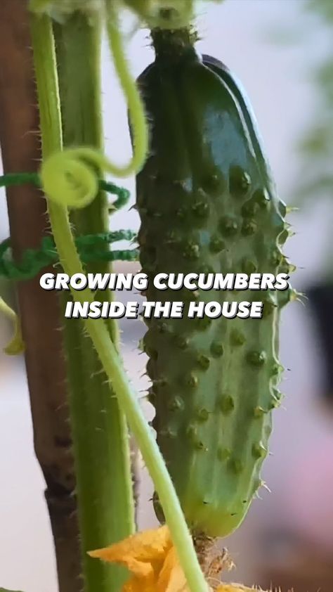 Creative Explained, Mini Cucumbers, Growing Cucumbers, My Plant, Plant Book, Gardening Plants, Garden Indoor, Plant Ideas, Diy Recycle