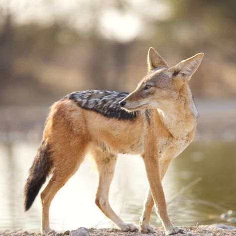 Dynamic Animal Photography, Pastel Reference, Canine Reference, Black Backed Jackal, Moodboard Images, Animal Poses, Big Puppy, Elephant Shrew, Bbc Earth