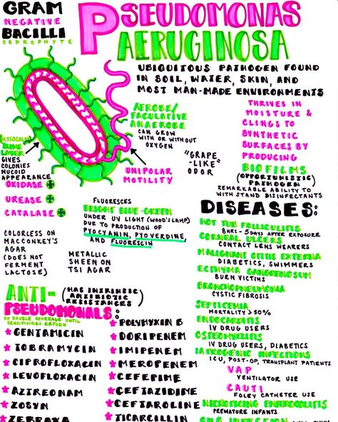 Dr. Katy Hanson on Instagram: “A bad, bad bug; Pseudomonas Aeruginosa. Ubiquitous in the environment (and often in/on the healthy human body) this water-loving pathogen…” Microbiology Study, Nurse Teaching, Medical Laboratory Scientist, Pseudomonas Aeruginosa, Medicine Notes, Medical Laboratory Science, Nursing School Survival, Nursing School Studying, Nursing School Tips