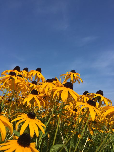 Black Eyed Susan Aesthetic, Mom Painting, Saint Andrews, Future Garden, Inspiration Board Design, Flower Collection, Black Eyed Susan, Black Eyed, Yellow Aesthetic