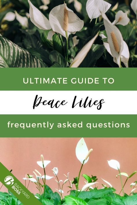 Peace lilies are one of the easiest flowering indoor plants to care for. As long as you remember to water it, you should be good. Not only that, but it will actually pull moisture form the air, acting as a mini dehumidifier! It also is one of the best plants for improving air quality, and it's gorgeous.  This article will answer all your questions and concerns both before and after you buy one. Flowering Indoor Plants, Garden Renovation Ideas, Indoor Gardening Supplies, Peace Lilies, Planting Succulents Indoors, Peace Lily Plant, Plant Varieties, Lily Plants, Best Plants